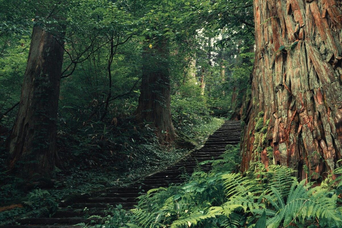 八百万の神が宿る日本の森