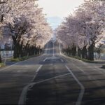 舗装された日本のきれいな道と日本の象徴桜の木