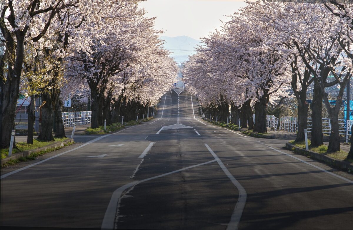 舗装された日本のきれいな道と日本の象徴桜の木