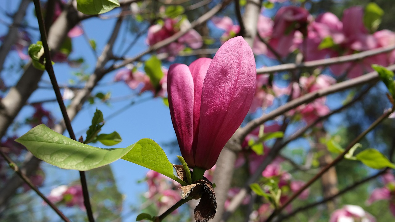 庭木として植えられ、季節になると必ず花を咲かせる木蓮